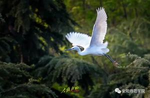 This university in Henan hasn't welcomed students, but it has welcomed a flock of birds! Amazing visuals!