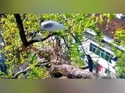 Discovery: Four Scarlet Macaws from Shiyang County Engage in Fierce Battle for Nest Territory; Crows Act as Referees
