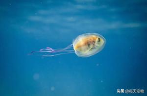 Fish 'Self-Isolating' by Treating Others as Protective Garments, Jellyfish Helplessly Follow, Only Able to Run Along
