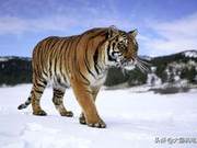 Large Cat Collection