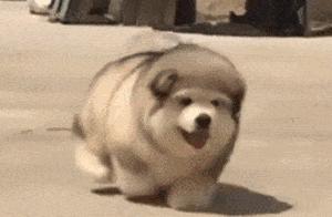 Alaskan Puppies' Raid, Such a Fluffy and Cute Bundle!