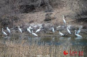 Birds Take Flight in the Xinjiang Wetland Park Group