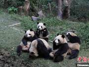 Chengdu Giant Panda Breeding Research Base Opens, Implementing ‘One Person, One Certificate, One Ticket’ System