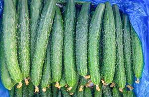 Don't Buy This Type of Cucumber: Farmer Accidentally Spilled the Beans