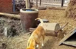A Stray Dog Secretly Sneaks into the Hospital to Visit Her Sick Grandmother - Heartwarming!