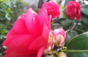 Dawn (One Leaf of Emotion)
