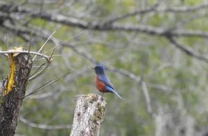 China's Green Paradise: Discovering the Rare Chestnut-bellied Whistler in Siming | Uncovering the Precious Bird Species in Longqiushan