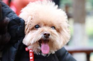 If I Were Given Another Chance, I Would Never Raise a 'Teddy Dog' Again