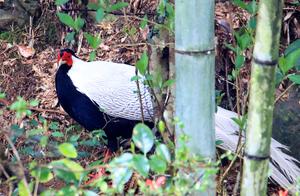 Anhui: Rare ‘White Storks’ Spotted at Qimen Shi (Stone Remains) Sites Designated as National Protected Areas