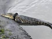 Indonesian Crocodile's 'Birth Tire' Rescue Attempts Fail, Government Offers Reward for 'Rebirth'