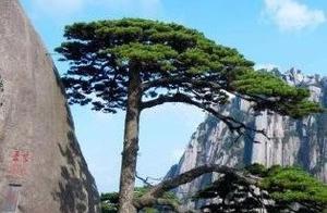 Announcement from a Scenic Area in Anhui! Visitors Stopped from Entering