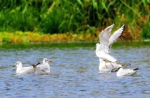 Danjiang Wetland in Shangluo Welcomes First Batch of Red-Crested Pochards Migrating North