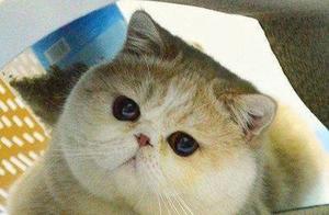 The 'Ugly' Effect of Facial Volume Changes | Cats Are Cute, You Are Aging~