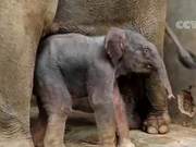 Welcoming Newborn Elephant 'Jiumei' – A New Member Joins China's Asian Elephant Population!
