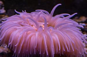 Common Marine Animals – Sea Anemones