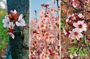 Gorgeous! Just 1 Hour from Jinan, the Spring Scenery Here is Stunning!