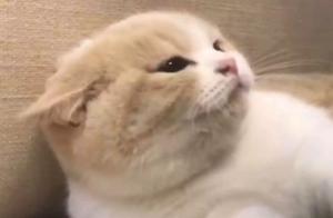 How Much Do You Know About Cats' 'Airplane Ears'?
