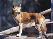 Australian Wild Dogs' Ancestors Were 9900 Years Ago Domestic Dogs from Southern China