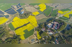 Xuancheng, Anhui: Aerial Shots of Rural Oilseed Flower Seas – Vibrant Spring Scenery