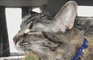The kitty's itchy neck couldn't be scratched, so it immediately pounced on the ball cactus, looking utterly delighted and causing onlookers to be puzzled.