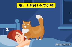 13 Fascinating Facts About Animal Sleep – Even Experts Might Not Know