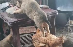 A Puppy Stepped on a Chicken to Steal Food, Netizens Wonder: How to Convince the Chicken?