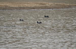 Qizhou: Spring Arrives in the Ancient City – A Symphony of Birds