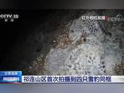Rare! Four Snow Leopards Spotted Together for the First Time in Gansu Province's Qilian Mountains
