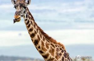 A Funny Scene: Giraffe Eating a Bee Eater - Bee Eater Attempts to Pry Open Giraffe's Mouth and Peck