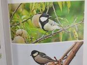 Yellow River Delta Birds – Great Sparrow