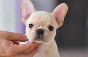 Purebred French Bulldogs: How to Identify Them – Look at These 5 Places and See if They're 'Thread Dogs'