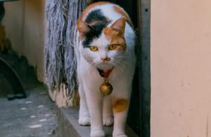 Three-Colored Cat – Stout, Serious, and Bossy, Deterring Playful Orange Cats