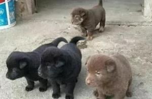 The old man's dog gave birth to puppies, and he couldn't afford to take care of them, and he was stunned afterward.