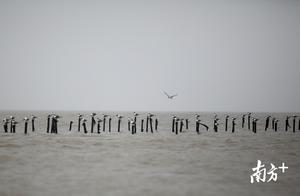 Thousands of Seagulls Play on Golden Beach, Stunning Videos and Pictures Here