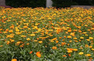 Elementary School Essay: Footprints of Spring