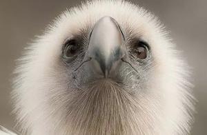 The Bald Eagle Photo Wasn't as Ugly as Imagined