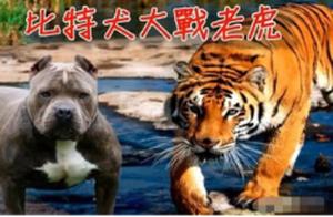 Ten Bitchen Dogs and One Northeast Tiger Fight, and the Survivor Is...