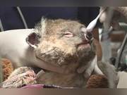 Australian Bushfires Cause Dramatic Decline in Koala Numbers; New South Wales May List Species as Endangered