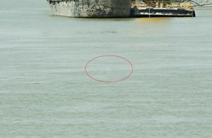White River Dolphin Has a Chance of Species Recovery