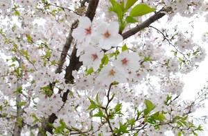 Like Butter Soft Spring Rain Passing Gently, Take the Bus to 'Cloud-Watch' Cherry Blossoms
