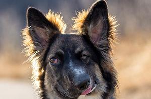 Canadian Dog Bitten by Mother, Develops Deformity, But Hundreds of Kind People Want to Take It Home