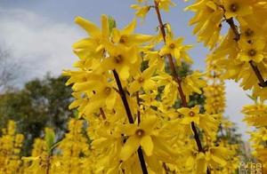 Xianyang Lake Phase II Scenic Area: Flowers in Bloom, Beautiful Scenery