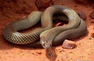 Top 3 Most Toxic Snakes Ranked by Lethal Dose, No Surprise for ‘Sea and Land Duo’