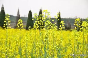 Springtime Zhongshan Nanlang Happy Farmer's Field: Golden Oilseed Rape Flowers Have Already Bloomed Like a Sea of Flowers!
