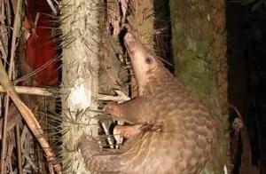 70 Million Years of Pangolin Species Were Once Widely Distributed, But Now Face Extinction