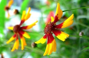 Sentences that Convey Positive Energy: Life, with its pain, brings growth.