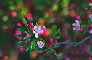 Three Men Walking | Flowers Remain, East Lord, I Wronged You, Wandered into the Misty Bamboo Grove.