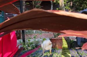 A Cotton Candy Appears in the Garden, Netizens Laughed After Understanding