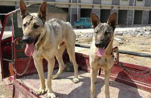 6 Reasons Why ‘Wolf Dog’ is Leaving the Family Pet Category – Do You Know Them?