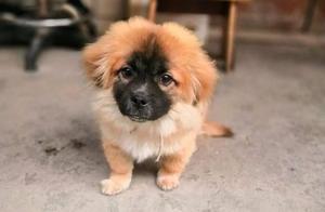 Girl Finds Stray Dog at Home, Mother Almost Throws It Away, Finally Couldn't Resist
